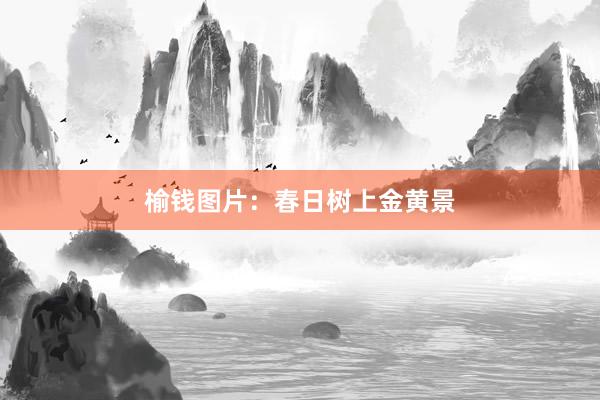 榆钱图片：春日树上金黄景